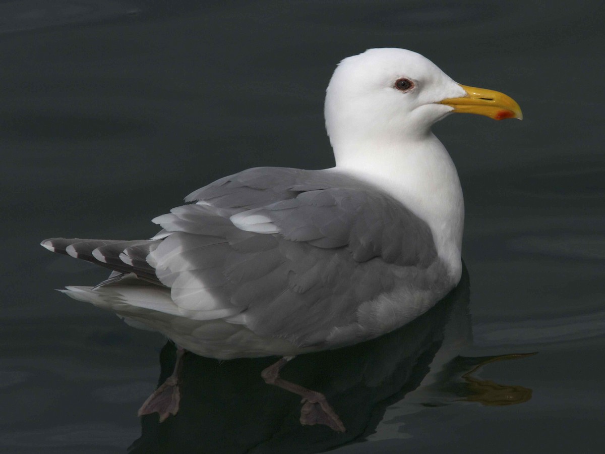 Glaucous-winged Gull - Ken Havard