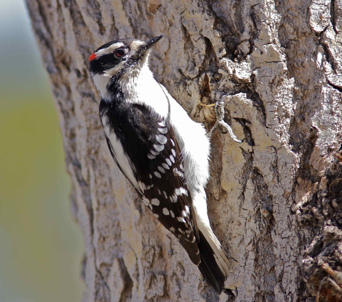 Downy Woodpecker - Ken Havard
