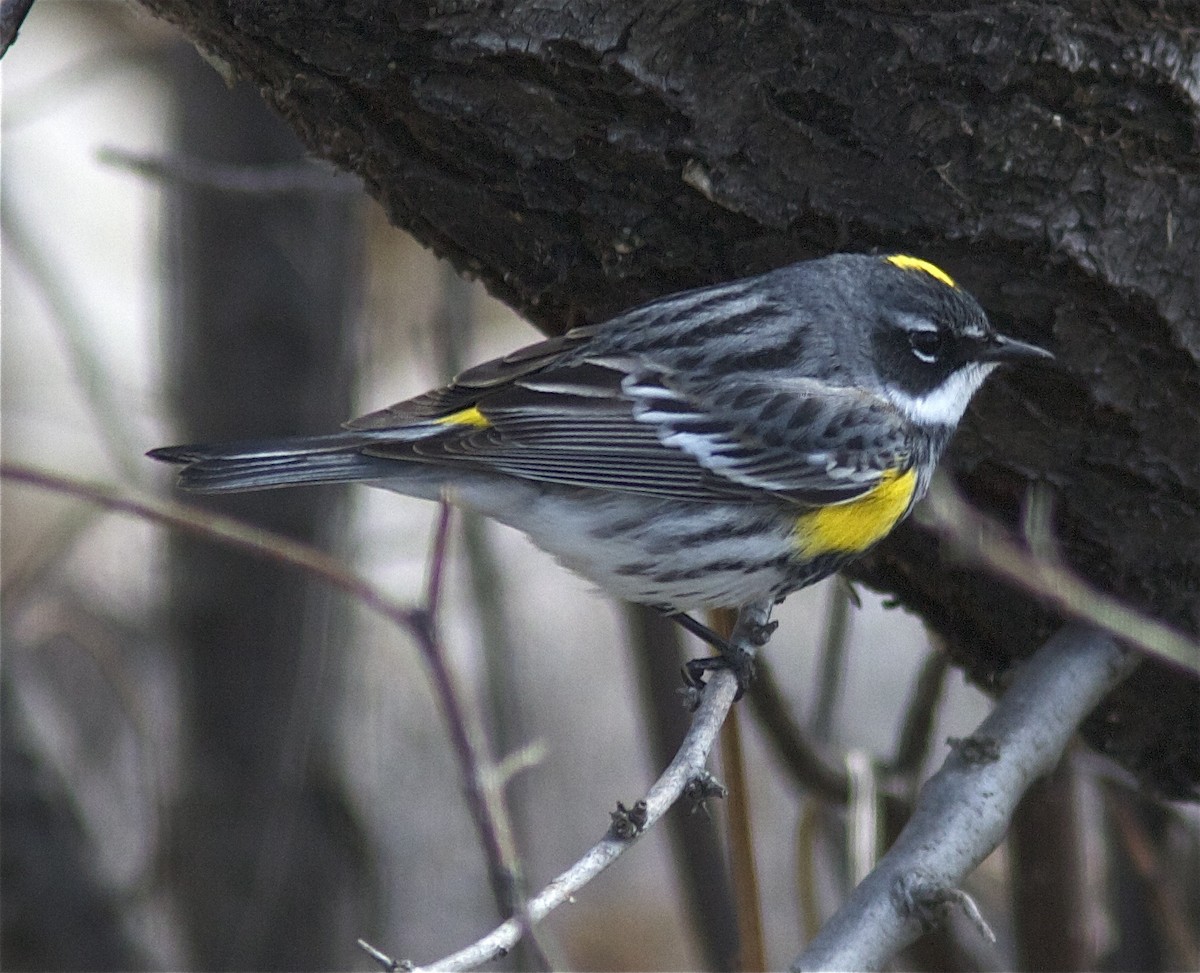 Yellow-rumped Warbler (Myrtle) - Ken Havard