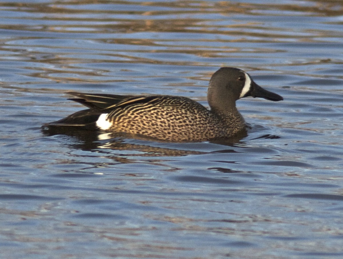 Blue-winged Teal - ML204467871