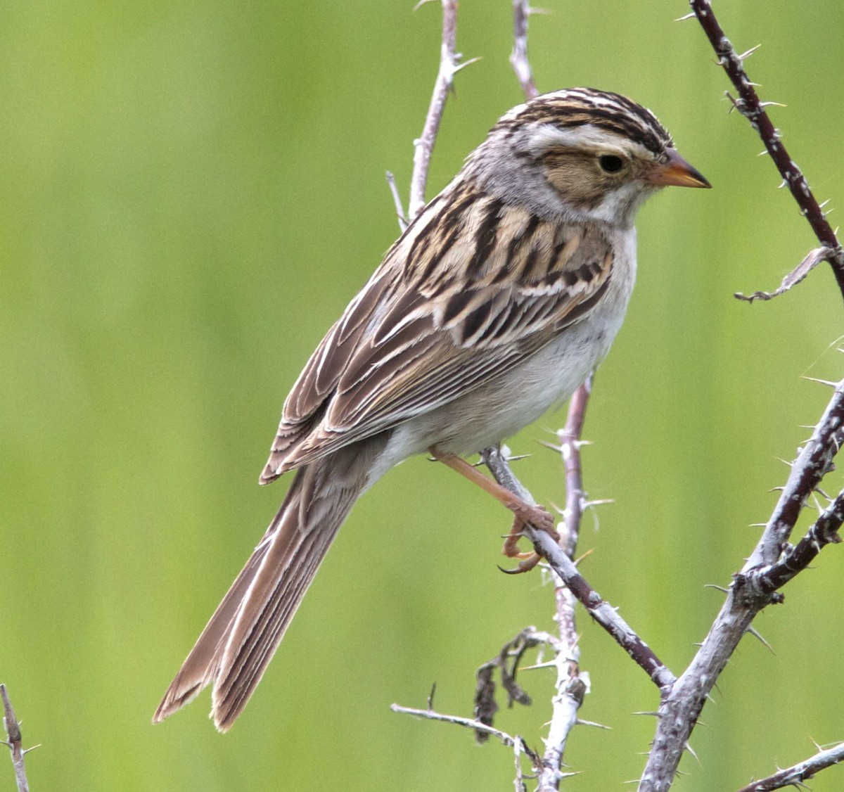 Clay-colored Sparrow - Ken Havard