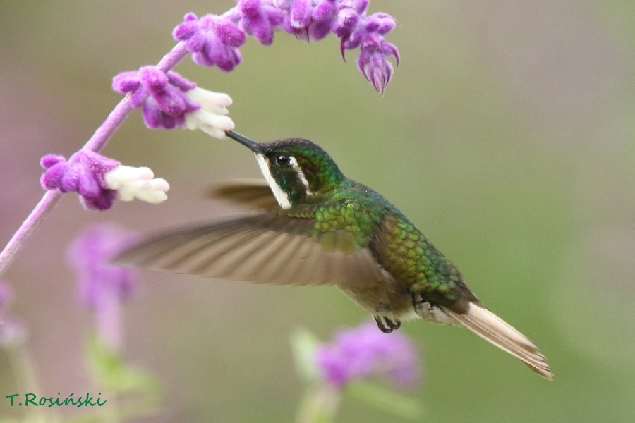 White-throated Mountain-gem (Gray-tailed) - ML204468081