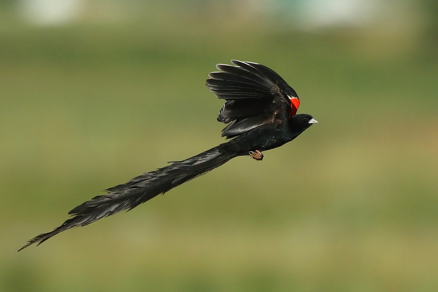 Long-tailed Widowbird - Tadeusz Rosinski