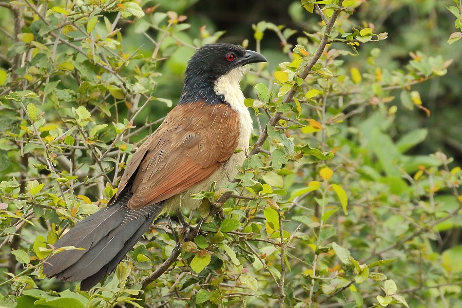 White-browed Coucal (Burchell's) - ML204468311