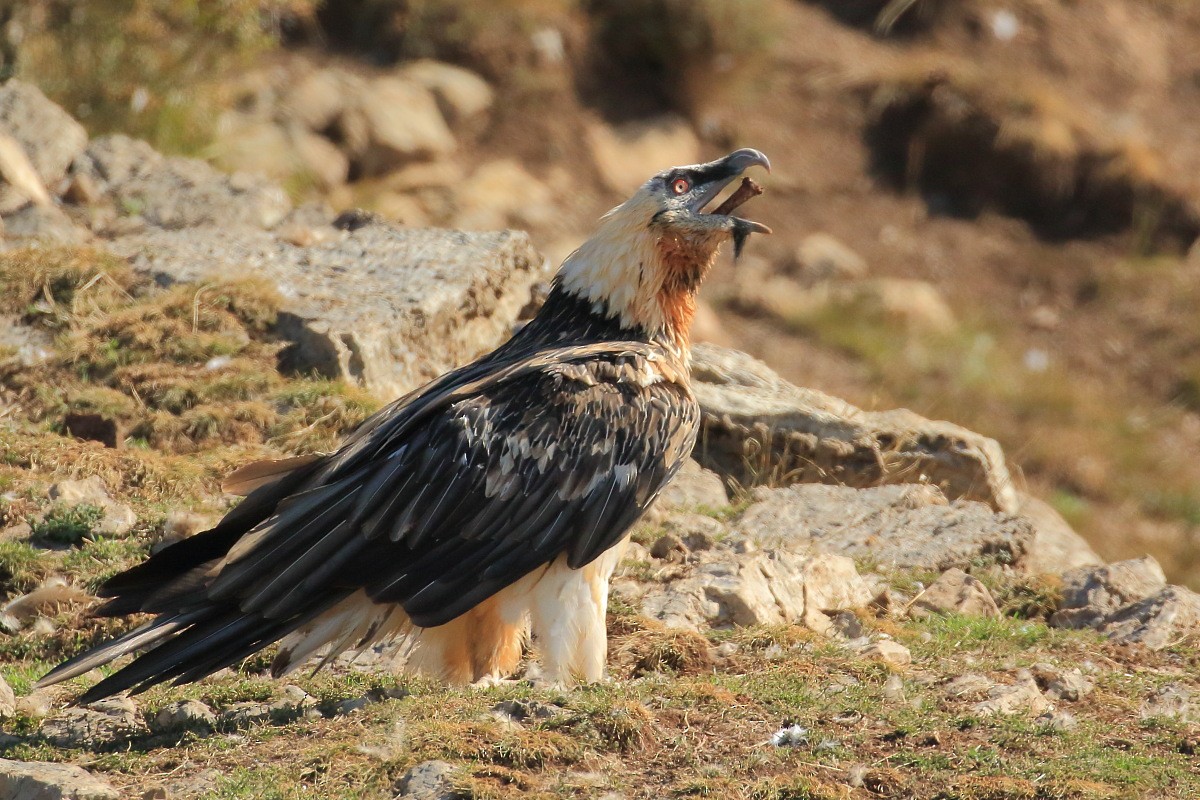 Bearded Vulture (Eurasian) - Tadeusz Rosinski