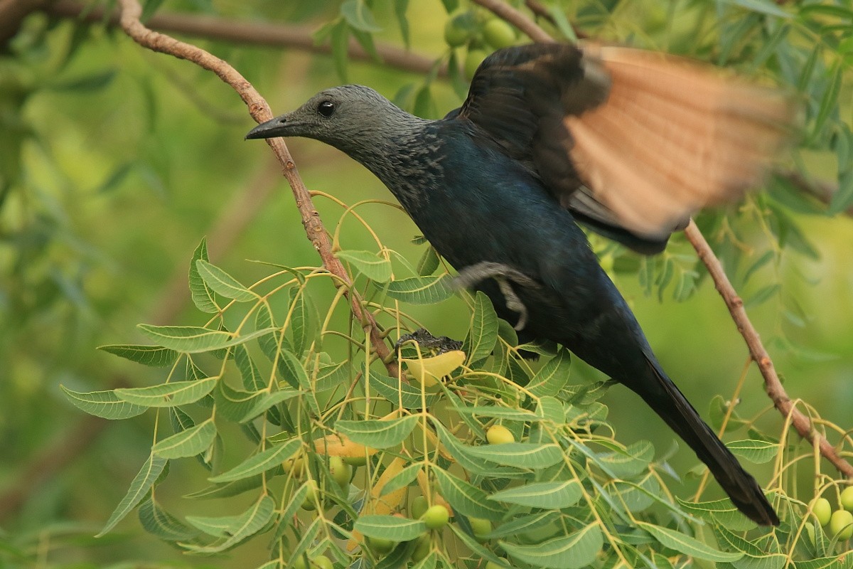 Red-winged Starling - ML204468491
