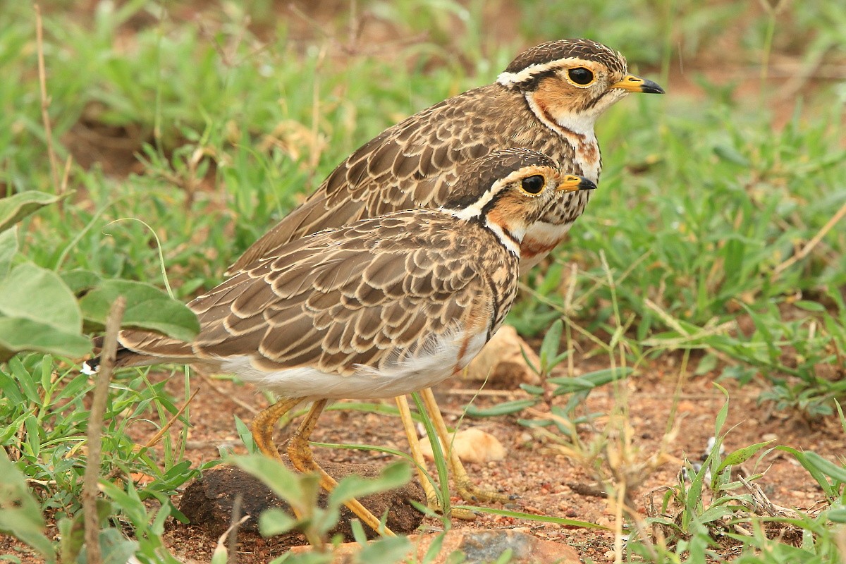 Three-banded Courser - ML204468571