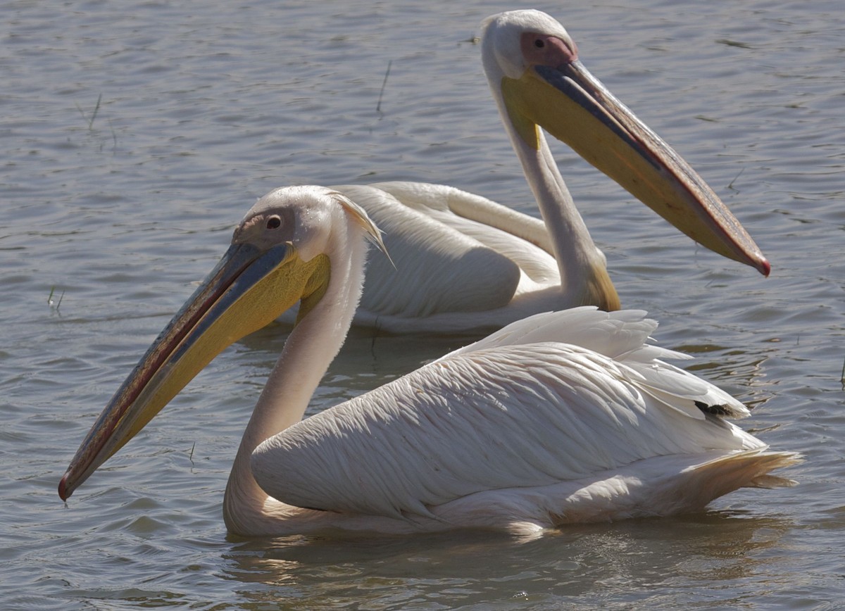 Great White Pelican - Ken Havard