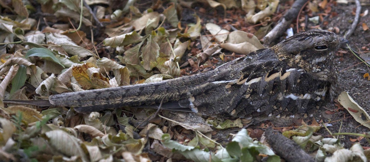 Slender-tailed Nightjar - Ken Havard