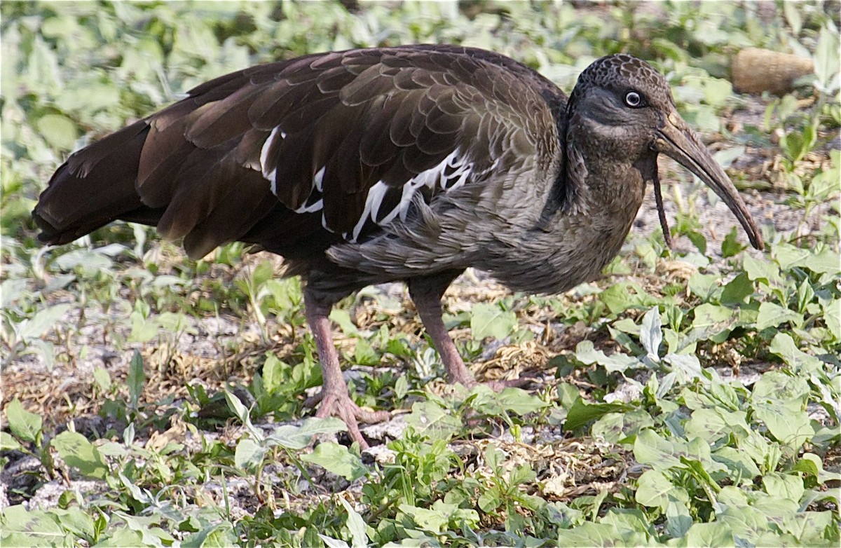 ibis etiopský - ML204469461