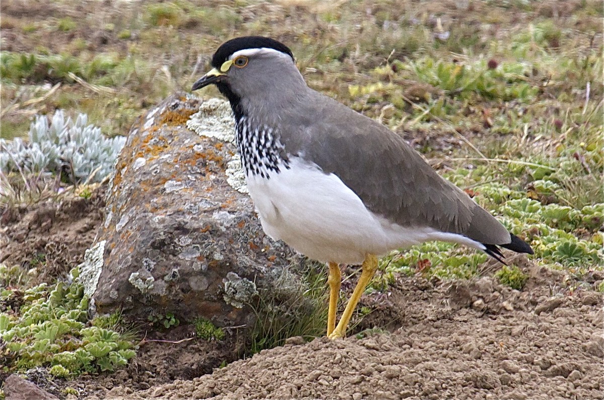 Spot-breasted Lapwing - ML204469661