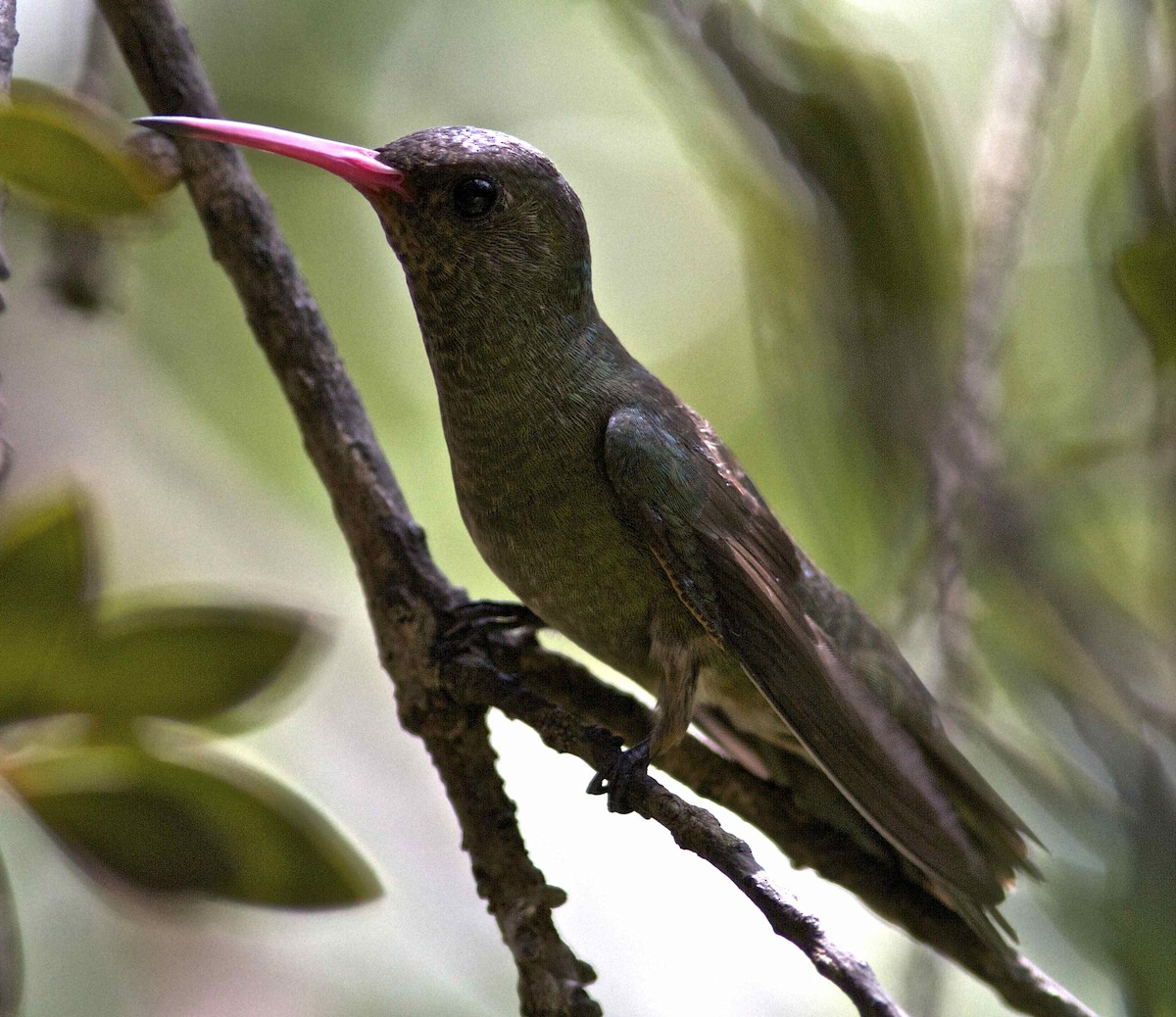 Gilded Hummingbird - Ken Havard