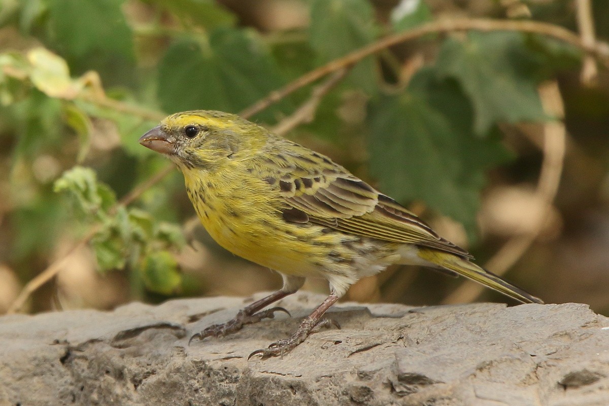 White-bellied Canary - ML204470331