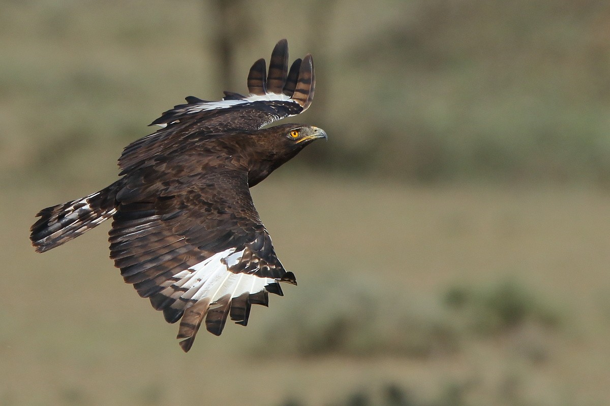 Long-crested Eagle - Tadeusz Rosinski