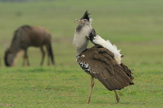 Kori Bustard Ebird