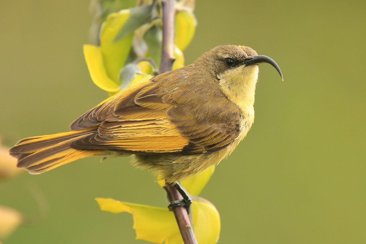 Golden-winged Sunbird - Tadeusz Rosinski