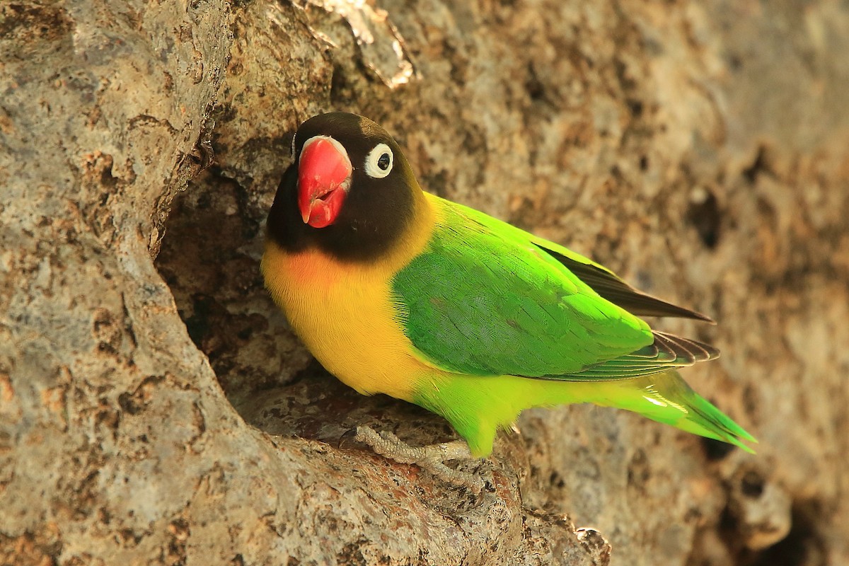 Yellow-collared Lovebird - Tadeusz Rosinski