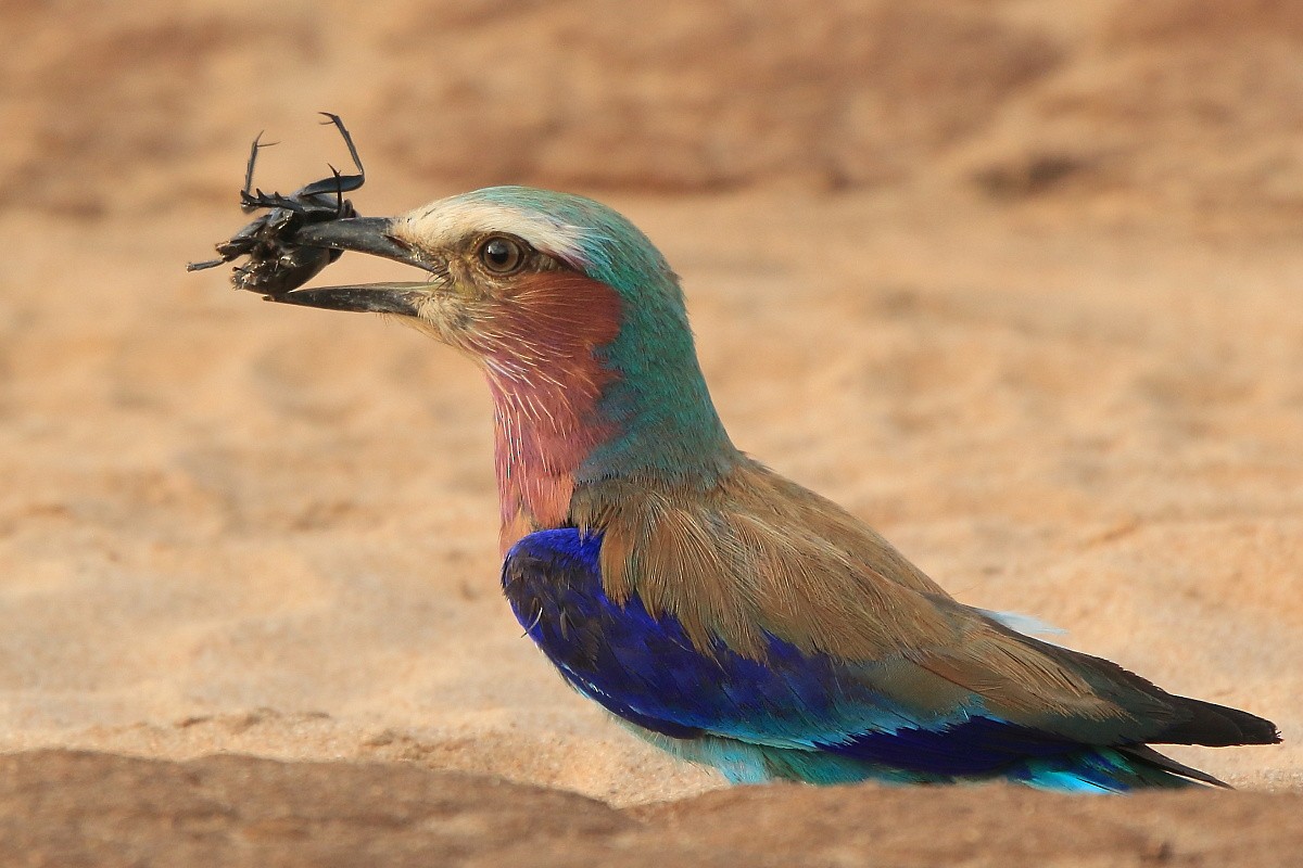 ライラックニシブッポウソウ Caudatus Ebird