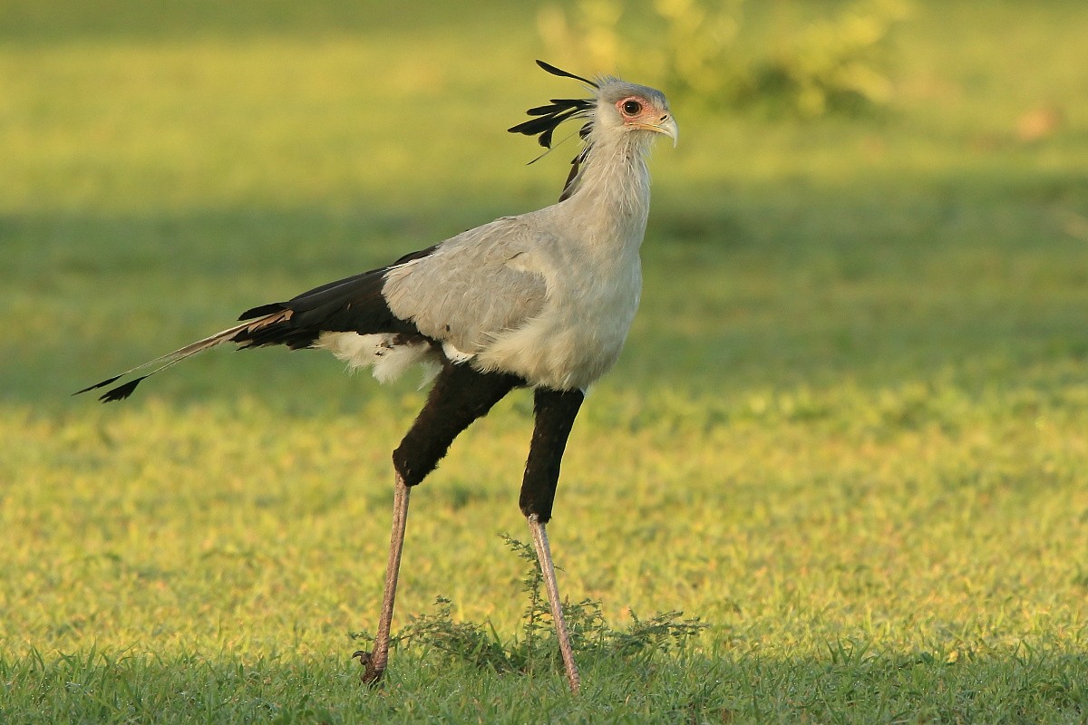 Secretarybird - ML204470601