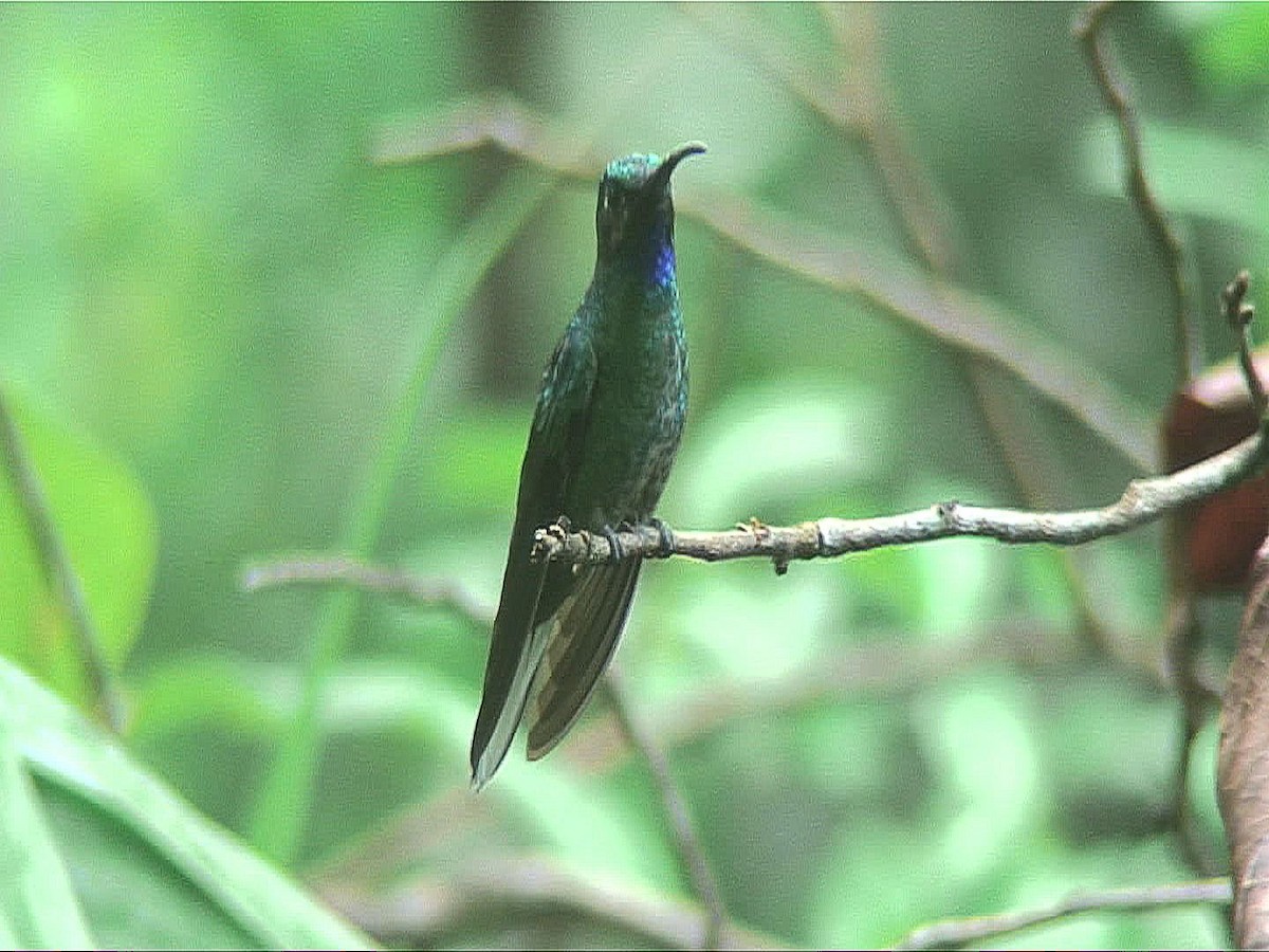kolibřík běloocasý - ML204470701