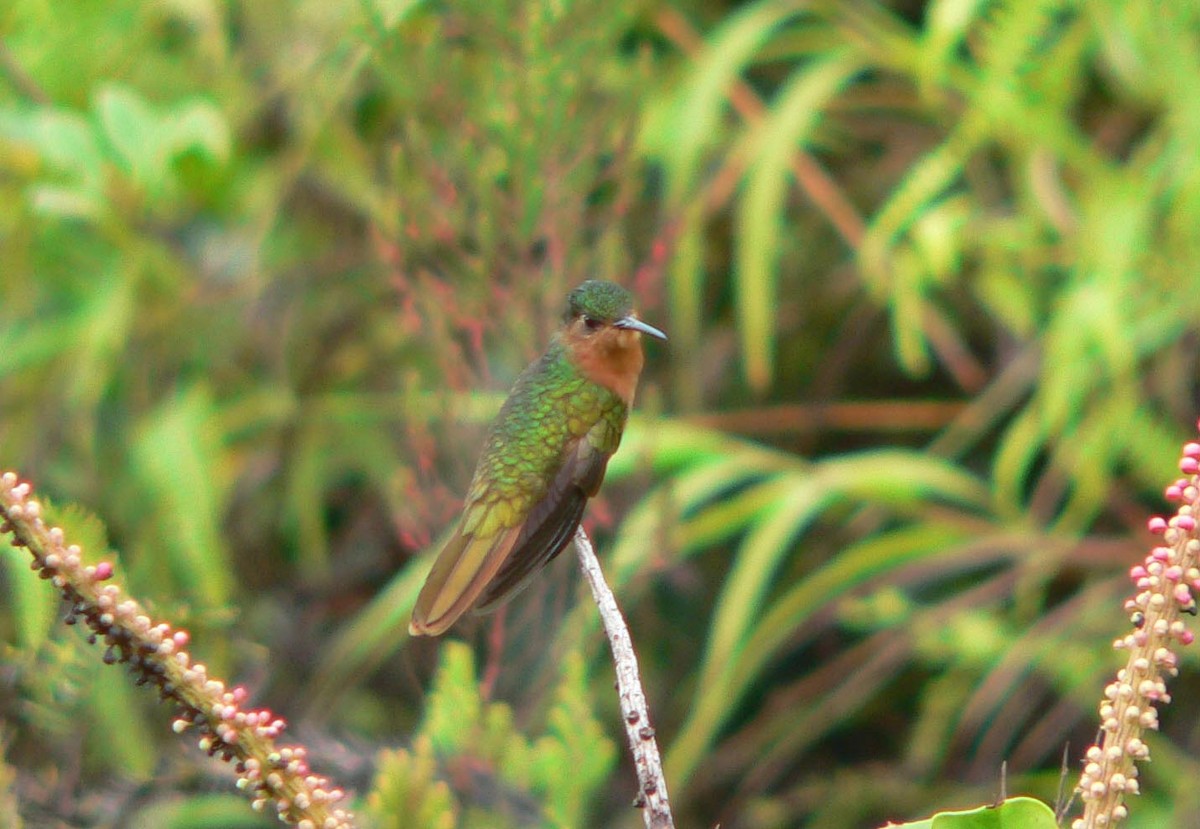 Rufous-breasted Sabrewing - Cedric Prys-Roberts