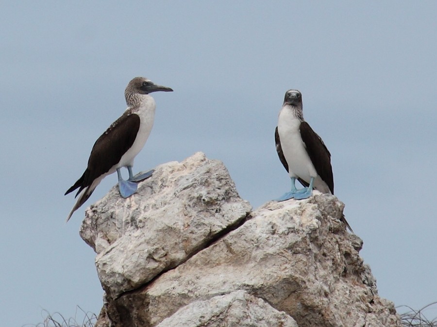 Blue-footed Booby - ML204470801