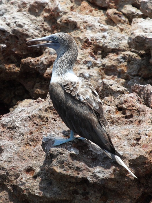 Blue-footed Booby - ML204470811