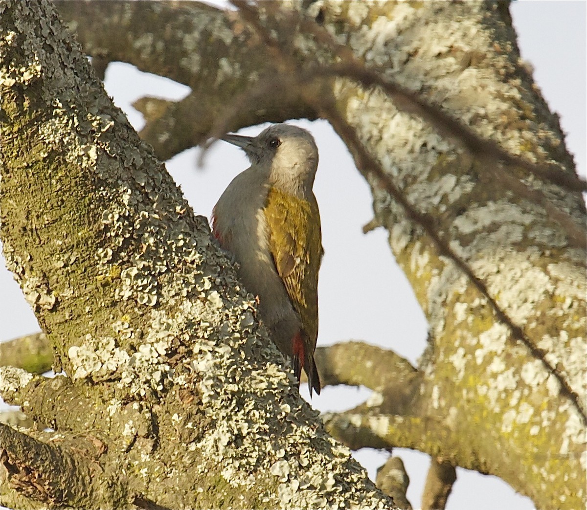 Mountain Gray Woodpecker - ML204471781