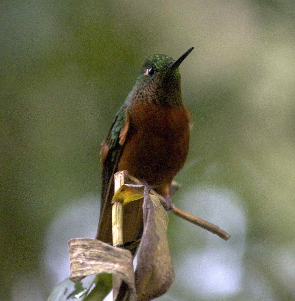 kolibřík peruánský - ML204472111