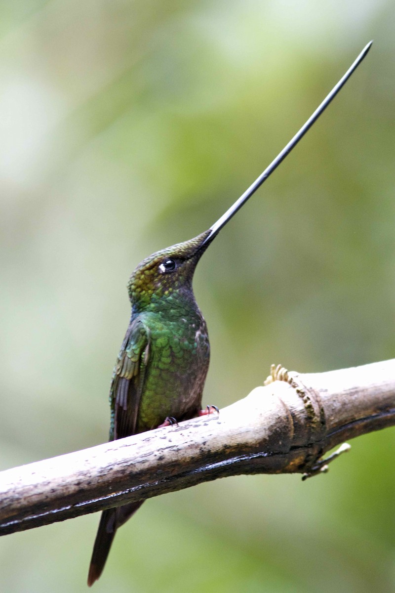 Sword-billed Hummingbird - Ken Havard