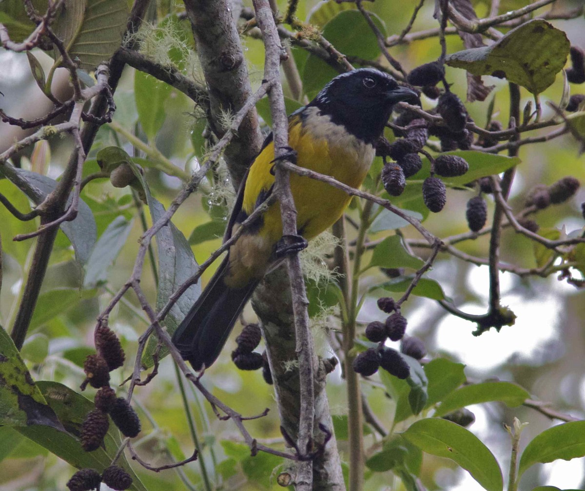 Buff-breasted Mountain Tanager (Buff-breasted) - Ken Havard