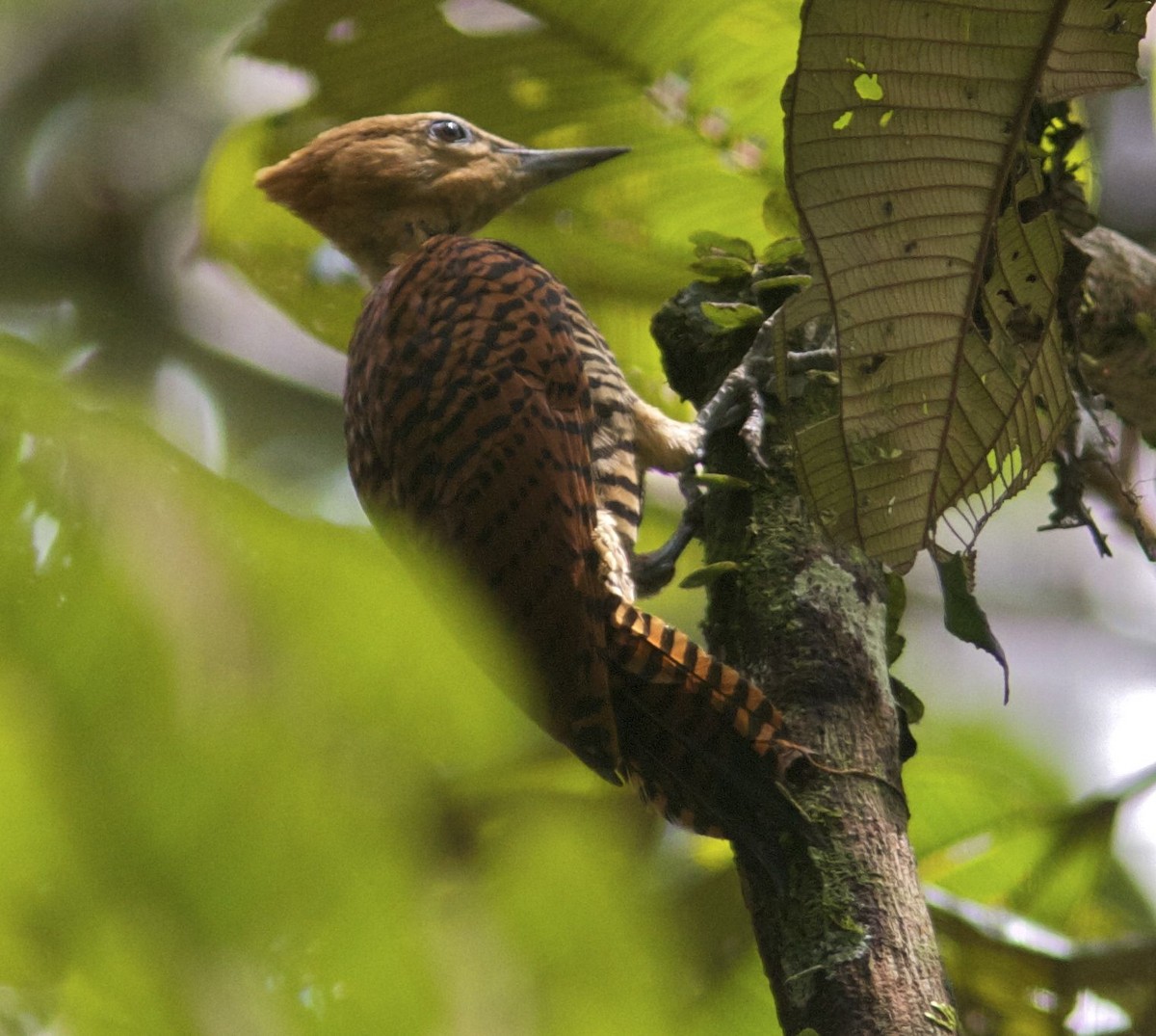 Ringed Woodpecker (Amazonian Black-breasted) - ML204472411