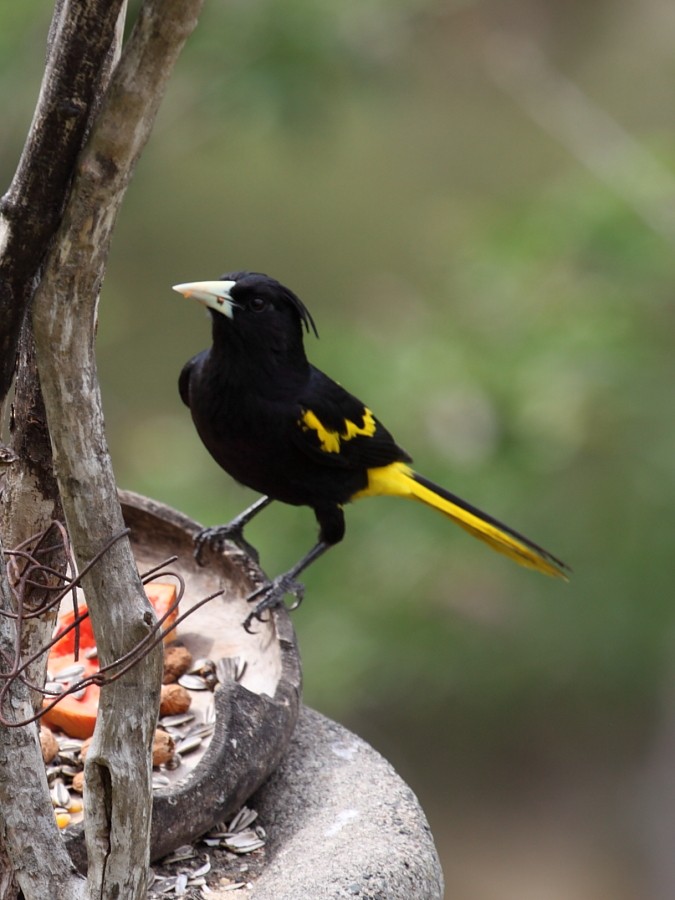 Yellow-winged Cacique - ML204472741