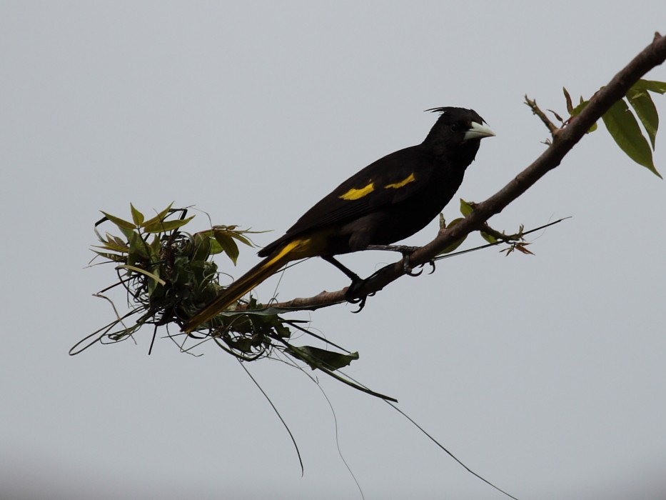 Yellow-winged Cacique - ML204472751