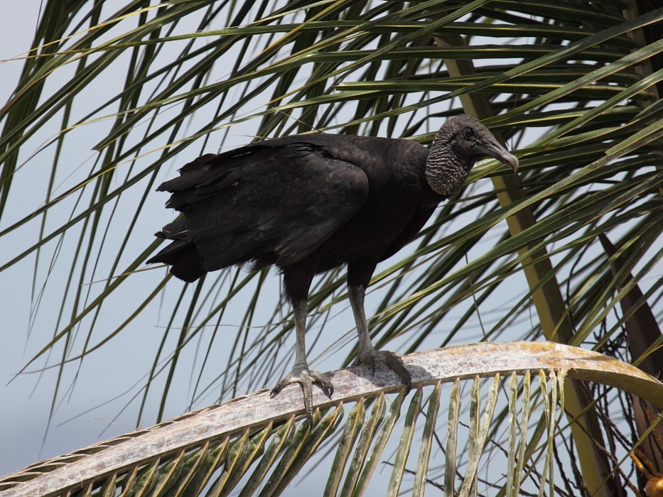 Black Vulture - Jim Bachman