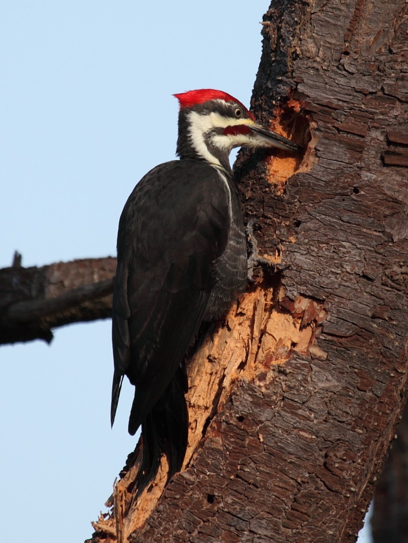 Pileated Woodpecker - Jim Bachman