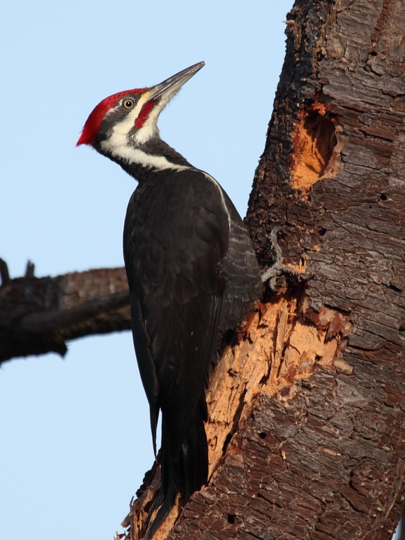 Pileated Woodpecker - Jim Bachman
