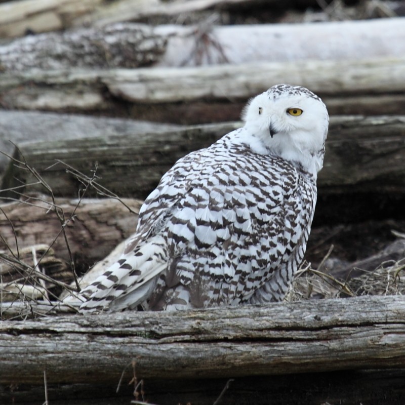 Snowy Owl - ML204473081