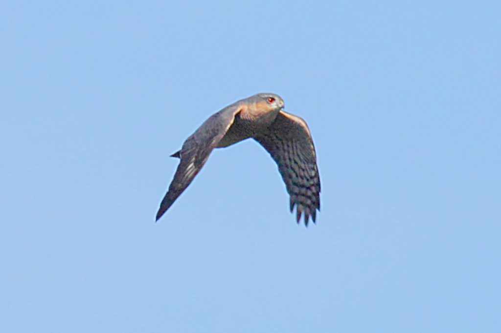 Eurasian Sparrowhawk - ML204473431