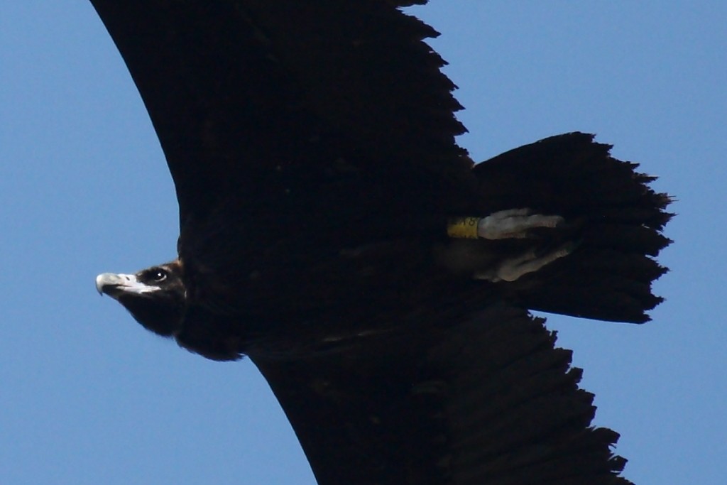 Cinereous Vulture - ML204473651
