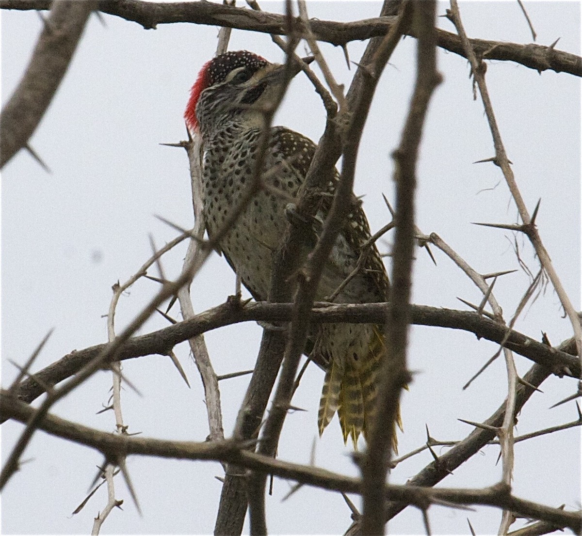 Nubian Woodpecker - ML204473731