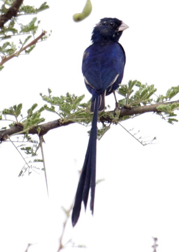 Steel-blue Whydah - ML204473781