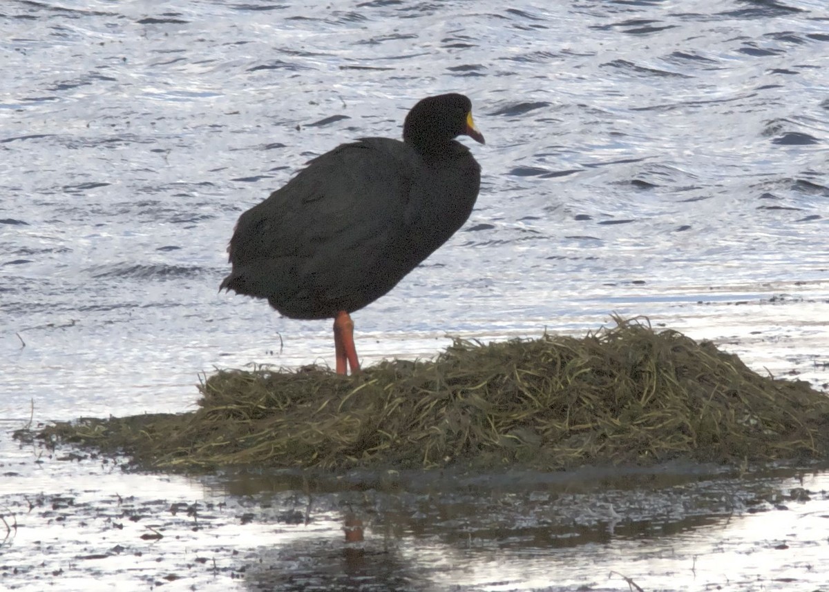 Giant Coot - ML204474291