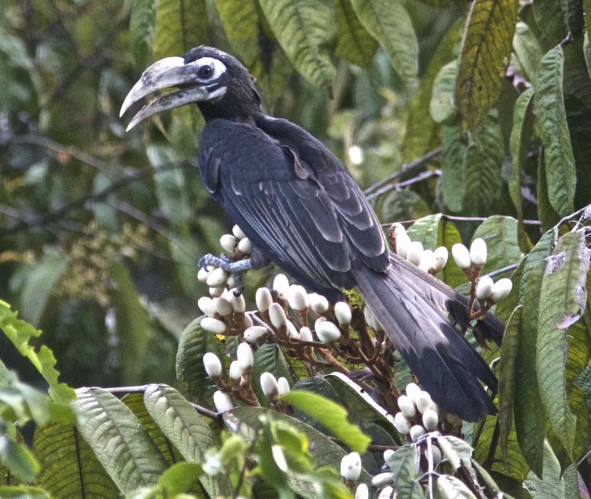 Bushy-crested Hornbill - Ken Havard