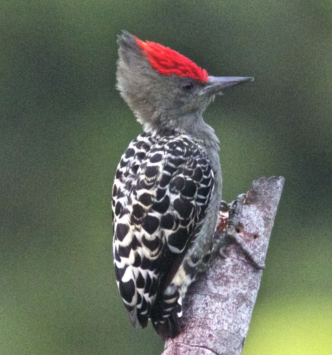Gray-and-buff Woodpecker (Gray-and-buff) - ML204474441