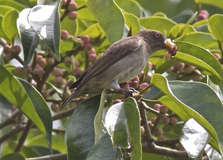  - Brown-backed Flowerpecker