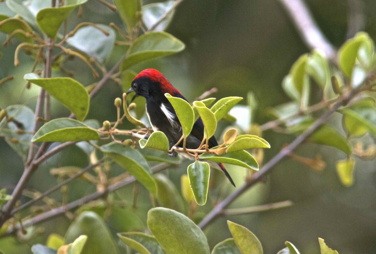 Scarlet-backed Flowerpecker - Ken Havard