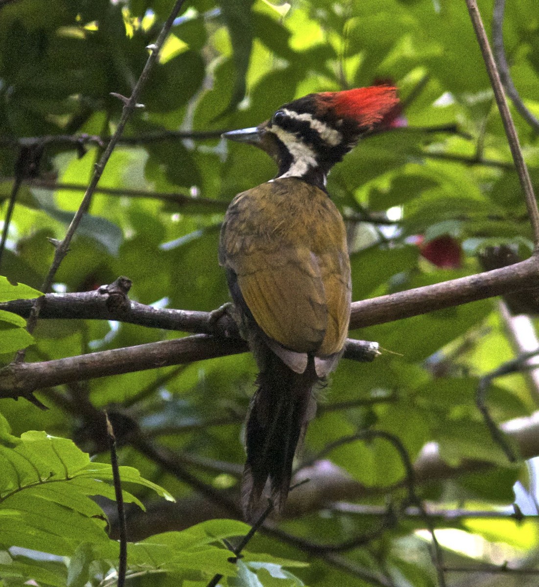 Olive-backed Woodpecker - Ken Havard