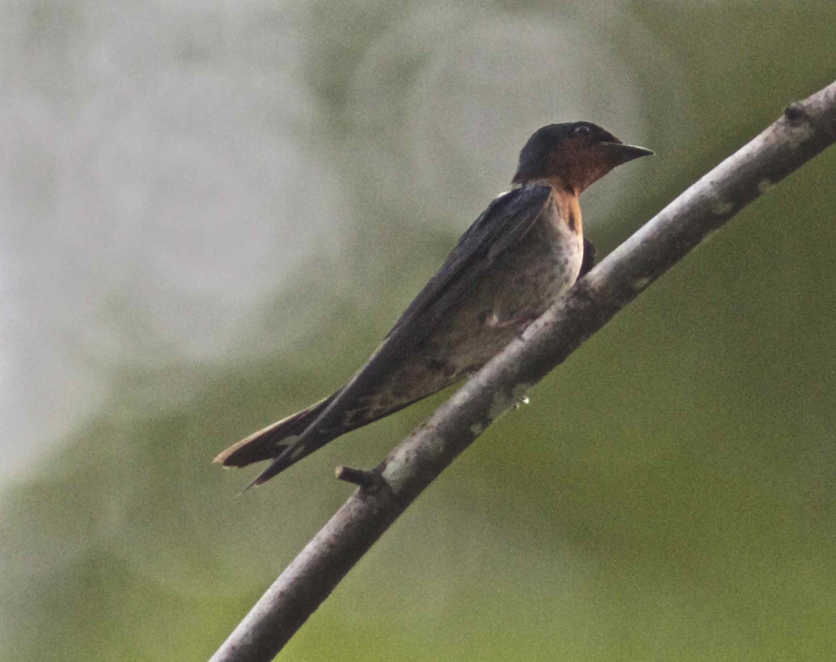 Pacific Swallow (Pacific) - ML204474691