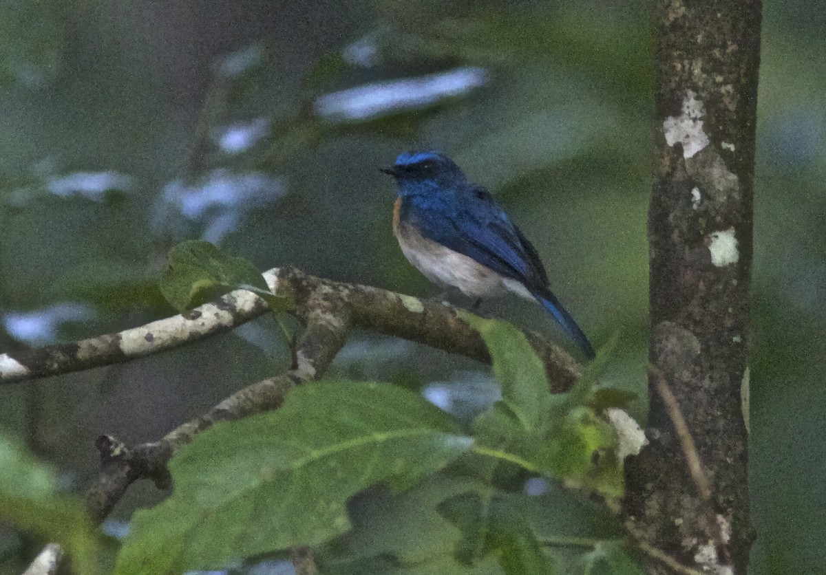 Malaysian Blue Flycatcher - Ken Havard